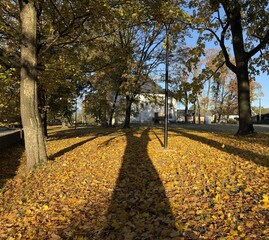  Panorama of a sunny day, wide banner, panoramic view. travel vintage perspective outside shine photo warm illuminated central forrest shade country footpath september branch destination peaceful alle