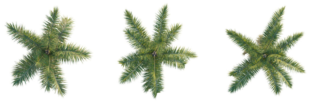 Syagrus coronata tree plan, top view, cutout, transparent background, isolate, Three realistic palm trees offer tropical vibes and summer vacation dreams