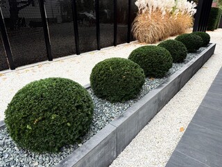 trimmed yew in modern garden