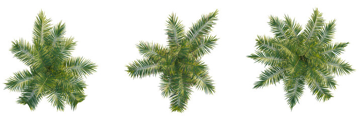 Ravenea rivularis tree plan, top view, cutout, transparent background, isolate, Three lush palm...