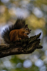 Naklejka premium a squirrel on a tree in the park