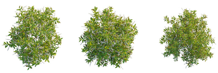 Itea virginica tree plan, top view, cutout, transparent background, isolate, Three flowering bushes add lush green texture to your landscape designs