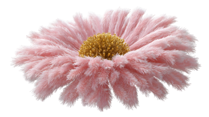 Delicate fluffy pink daisy flower with pastel petals for decorative design
