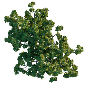 Ficus carica tree plan, top view, cutout, transparent background, isolate, Lush green tree overhead view, perfect for architectural renderings design