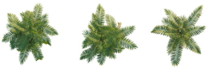 Laccospadix australasica tree plan, top view, cutout, transparent background, isolate, Vibrant green palm fronds from above create a tropical canopy design element