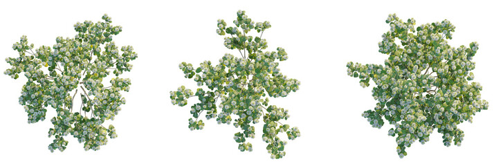 Fothergilla gardenii tree plan, top view, cutout, transparent background, isolate, Delicate white blossoms adorn lush green foliage creating a vibrant natural display © DH Tree Stock