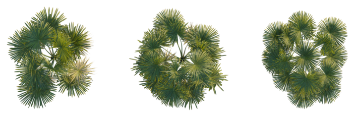 Brahea moorei tree plan, top view, cutout, transparent background, isolate, Vibrant green palm fronds cast dappled sunlight, perfect for tropical design projects