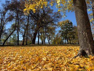  Panorama of a sunny day, wide banner, panoramic view. travel vintage perspective outside shine photo warm illuminated central forrest shade country footpath september branch destination peaceful alle
