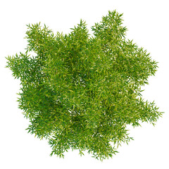 Fargesia tree plan, top view, cutout, transparent background, isolate, Lush green bamboo plant top view, perfect for architectural visualization