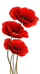 red poppy isolated on transparent