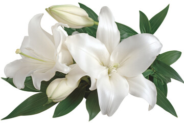 Elegant White Lilies
