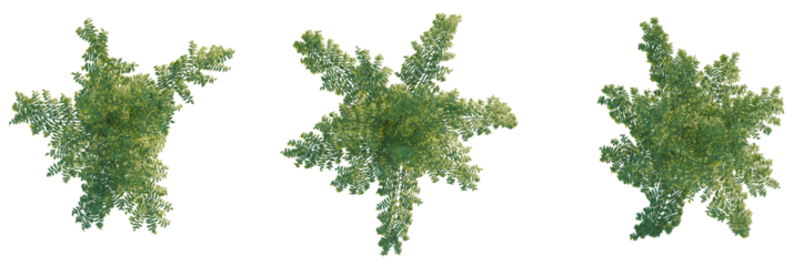 Caryota urens tree plan, top view, cutout, transparent background, isolate, Lush green foliage from above, perfect for architectural visualization and game assets