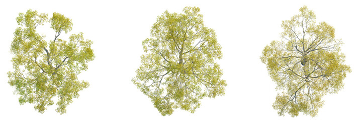 Fraxinus excelsior tree plan, top view, cutout, transparent background, isolate, Vibrant green trees with detailed branches, perfect for nature scenes © DH Tree Stock