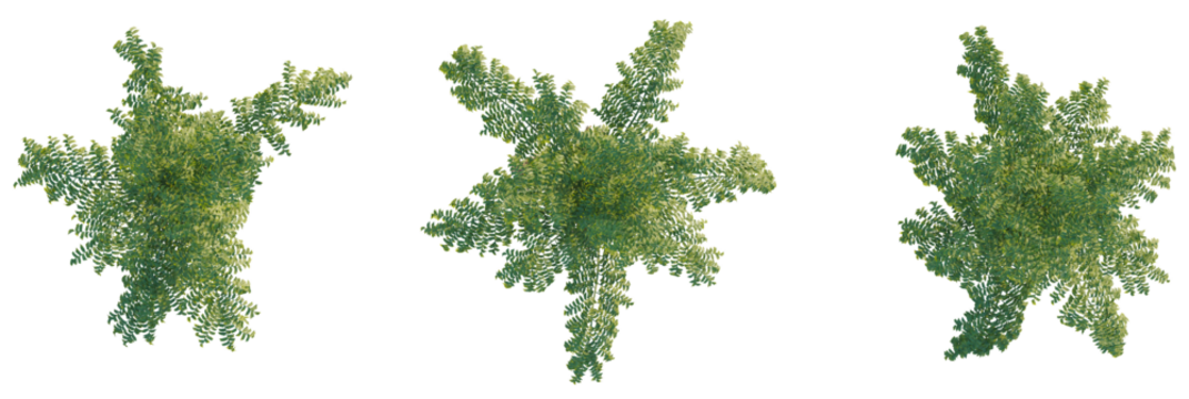 Caryota urens tree plan, top view, cutout, transparent background, isolate, Lush green foliage from above, perfect for architectural visualization and game assets