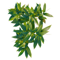 Sasa pygmaea tree plan, top view, cutout, transparent background, isolate, Lush green bamboo leaves capture sunlight, perfect for nature design elements