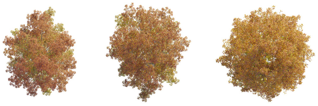 Fall Tree Top Angle