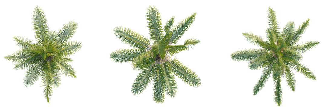 Attalea cohune tree plan, top view, cutout, transparent background, isolate, Vibrant palm fronds from above, perfect for tropical design and summer projects