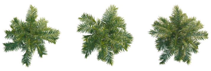 Roystonea oleracea tree plan, top view, cutout, transparent background, isolate, Vibrant green palm fronds viewed from directly above, perfect for tropical designs