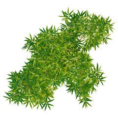 Bambusa multiplex tree plan, top view, cutout, transparent background, isolate, Vibrant green bamboo foliage top view, perfect for natural design projects