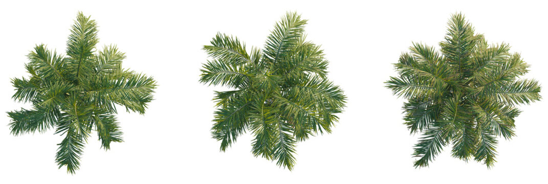 Roystonea oleracea tree plan, top view, cutout, transparent background, isolate, Vibrant green palm fronds viewed from directly above, perfect for tropical designs