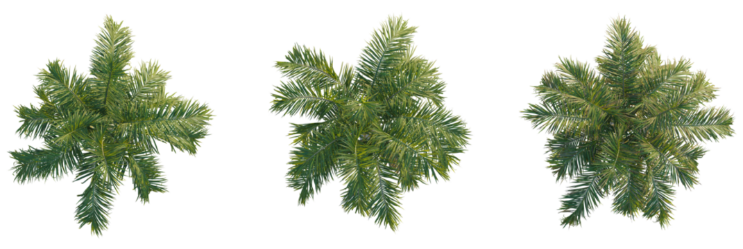 Roystonea oleracea tree plan, top view, cutout, transparent background, isolate, Vibrant green palm fronds viewed from directly above, perfect for tropical designs