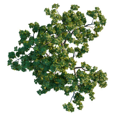 Ficus carica tree plan, top view, cutout, transparent background, isolate, Lush green oak tree canopy viewed from directly above, perfect for design