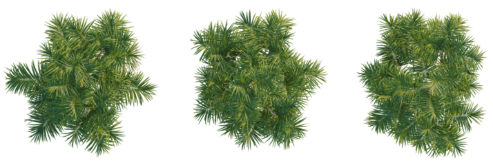 Chamaedorea radicalis tree plan, top view, cutout, transparent background, isolate, Vibrant green palm leaves viewed from above, perfect for tropical designs
