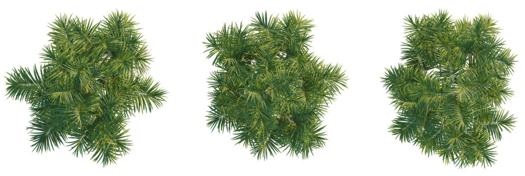 Chamaedorea radicalis tree plan, top view, cutout, transparent background, isolate, Vibrant green palm leaves viewed from above, perfect for tropical designs