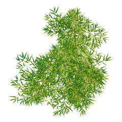 Phyllostachys parvifolia tree plan, top view, cutout, transparent background, isolate, Lush green bamboo foliage with vibrant leaves, perfect for natural design elements