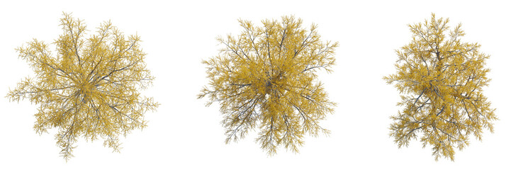 Larix laricina tree plan, top view, cutout, transparent background, isolate, Golden autumn trees viewed from above, perfect for nature scenes and design projects