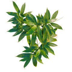 Sasa pygmaea tree plan, top view, cutout, transparent background, isolate, Vibrant green bamboo...