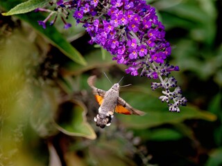 Hummingbird hawk-moth collecting nectar from flowers