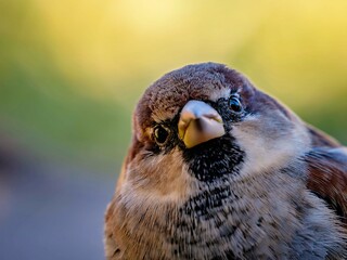 surprised-looking sparrow in close-up