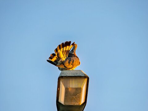 Taube putzt sich auf einer Stra&szlig;enlampe