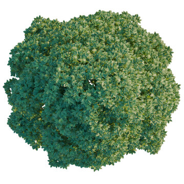 Bischofia javanica tree plan, top view, cutout, transparent background, isolate, Lush green leafy bush top view, perfect for nature scenes and design projects
