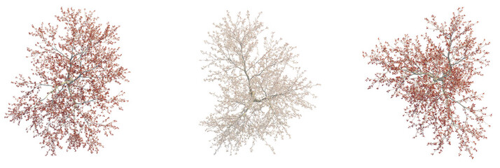 Prunus pumila besseyi tree plan, top view, cutout, transparent background, isolate, Three distinct...