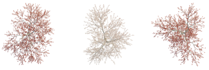 Prunus pumila besseyi tree plan, top view, cutout, transparent background, isolate, Three distinct trees rendered from above with detailed foliage and branches