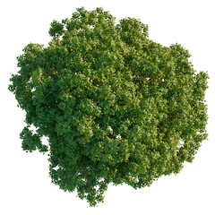 Fraxinus ornus tree plan, top view, cutout, transparent background, isolate, Vibrant green tree...