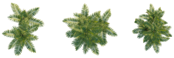 Laccospadix australasica tree plan, top view, cutout, transparent background, isolate, Lush green palm fronds seen from above, perfect for tropical or exotic design elements