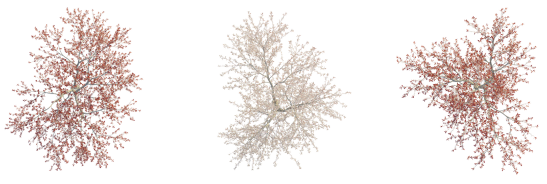 Prunus pumila besseyi tree plan, top view, cutout, transparent background, isolate, Three distinct trees rendered from above with detailed foliage and branches