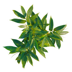 Sasa pygmaea tree plan, top view, cutout, transparent background, isolate, Vibrant green bamboo leaves capture natural beauty and tranquility