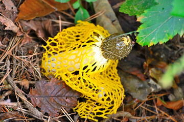 Mushrooms and mushroom spores that grew in nature