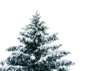 Snow-covered fir tree against black background for winter design