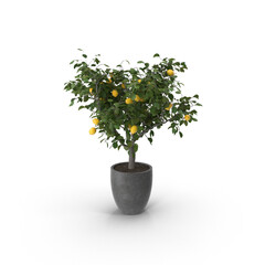 Lemon tree in pot with green leaves isolated on transparent background
