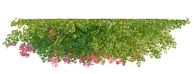 Campsis grandiflora tree plan, top view, cutout, transparent background, isolate, Lush green vines with delicate pink flowers cascade beautifully © DH Tree Stock