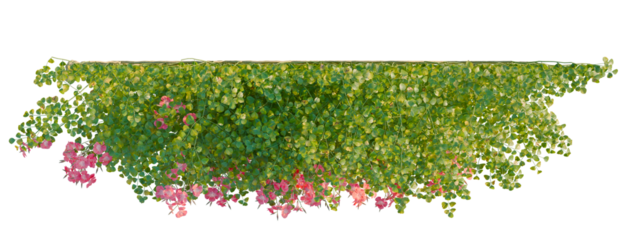 Campsis grandiflora tree plan, top view, cutout, transparent background, isolate, Lush green vines with delicate pink flowers cascade beautifully