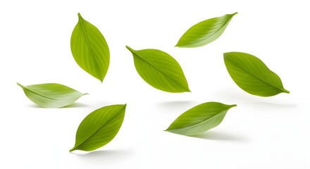 Fresh Turmeric leaf with various angles of view on white background