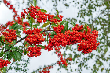 Rote Früchte des Mittelmeer-Feuerdorn, Pyracantha coccinea, Baden-Württemberg, Deutschland, Europa