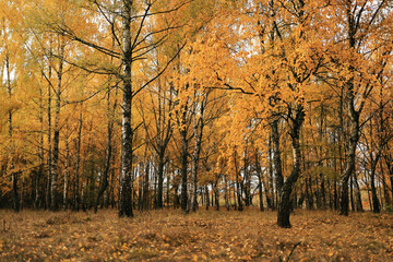 Golden autumn trees and forest floor, natural seasonal wallpaper.