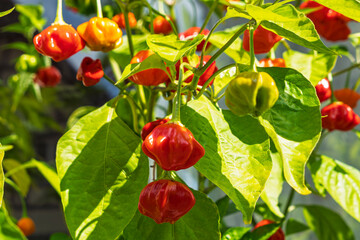 Reife Chilischoten, Bio-Chili Brazilian Starfish, Capsicumbaccatum